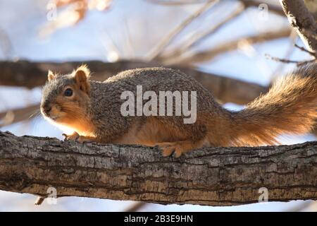 Squirrel on Alert Hiding in a Tree Stock Photo