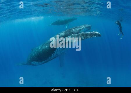 MOTHER AND CALF HUMPBACK WHALE SWIMMING ON SURFACE Stock Photo - Alamy