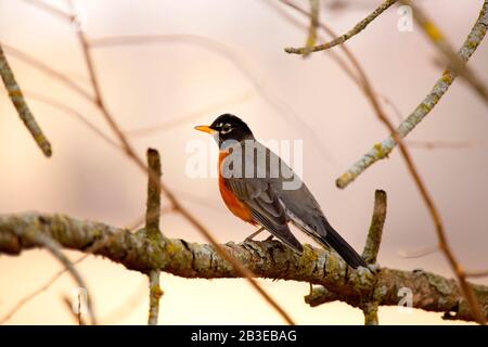 Red Breasted Robin in Springtime Stock Photo