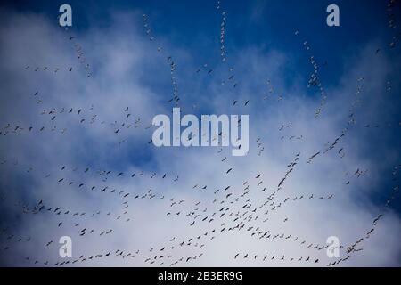 Flocks of Geese Migrating in the Midwest Stock Photo