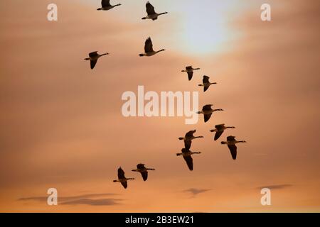 Geese Flock Flying at Sunset During Migration