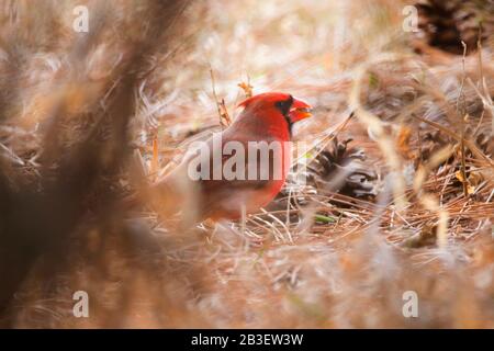 Male Red Cardinal Eating Seeds on the Ground Stock Photo