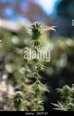 Home grown personal outdoor medical recreational marijuana cannabis garden grow Stock Photo