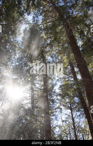 A mist of snow descends from the trees in a forest on a bright winter day in northern Ontario.