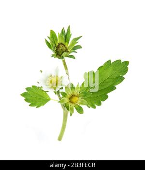 Top view of  strawberry flower isolated on white background Stock Photo