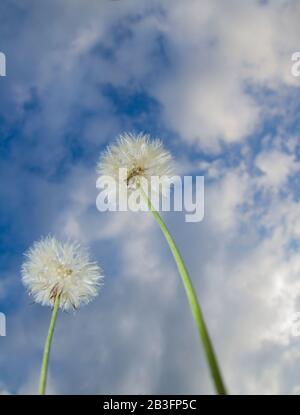 two white dandelion (taraxacum officinalis) or erythrospermum plant flower against a blurry blue sky and clouds ,low angle Stock Photo
