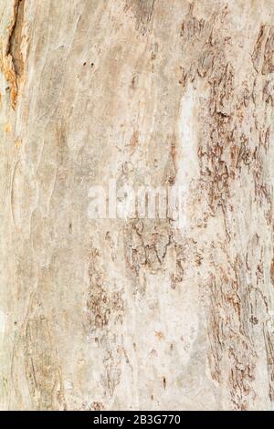 tree trunk nature. bark texture pattern wood for background image vertical Stock Photo