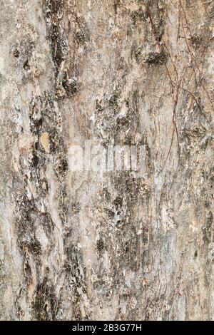 tree trunk nature. bark texture pattern wood for background image vertical Stock Photo