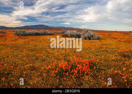 California poppies, Antelope Valley, California Stock Photo