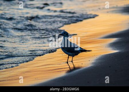 Beautiful young seagull on the beach, sunset and colorful waters, bird walking on the beach, sea waves hitting the shore Stock Photo