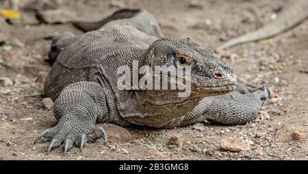 The Komodo dragon. Front view, close up. Scientific name: Varanus komodoensis. Indonesia. Stock Photo