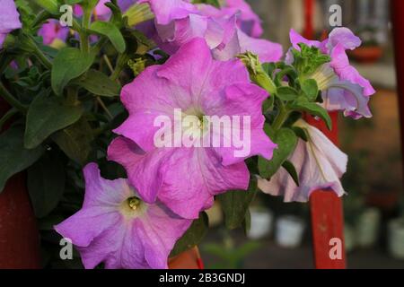 Pink pitunia flowers image under the sun with blur background Stock Photo