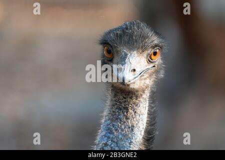 Close up of the head and neck of an emu Stock Photo