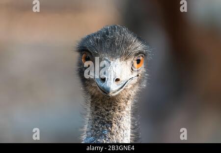 Close up of the head and neck of an emu