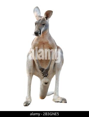 red kangaroo isolated on white background Stock Photo