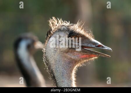 Close up of the head and neck of an emu Stock Photo