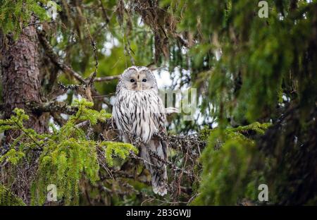 An owl sits on the branches of a fir tree. Ural owl, Scientific name: Strix uralensis. natural habitat, winter season Stock Photo