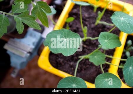 Seedlings of Tropaeolum in a container close-up. Young plants of nasturtium. Flowers for the garden. Stock Photo