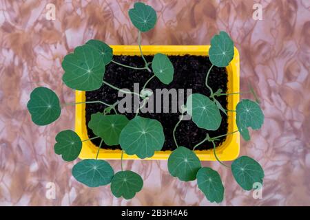 Tropaeolum seedlings in a container top view. Young plants of nasturtium. Flowers for the garden. Stock Photo