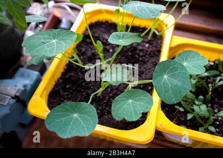 Seedlings of Tropaeolum in a container. Young plants of nasturtium. Flowers for the garden. Stock Photo