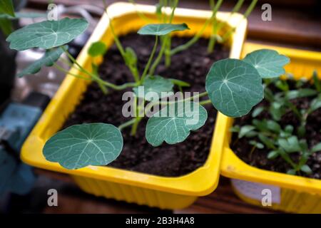 Seedlings of Tropaeolum in a container. Young plants of nasturtium. Flowers for the garden. Stock Photo