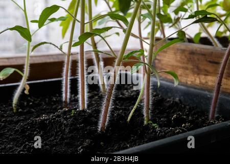 The stems of the tomato, close. Hairy sprouts. Seedlings of tomatoes in a box. Stock Photo