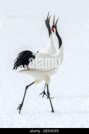 Dancing Cranes. The ritual marriage dance of cranes. The red-crowned crane. Scientific name: Grus japonensis, also called the Japanese crane or Manchu Stock Photo