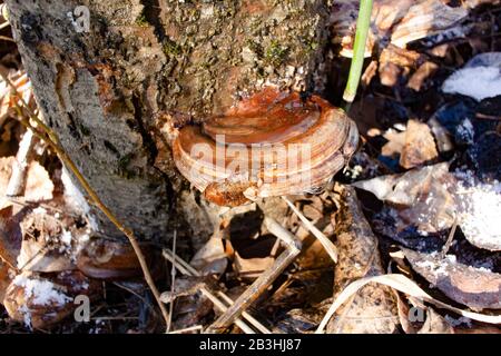 A young Artist's Conk mushroom, Ganoderma applanatum, growing on a gray alder, in Troy, Montana. Stock Photo