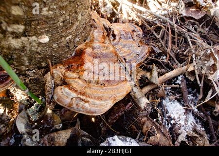 A young Artist's Conk mushroom, Ganoderma applanatum, growing on a gray alder, in Troy, Montana. Stock Photo