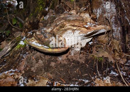 An old, snow dusted Artist's Conk mushroom, Ganoderma applanatum, growing on a cottonwood stump, in Troy, Montana. Stock Photo