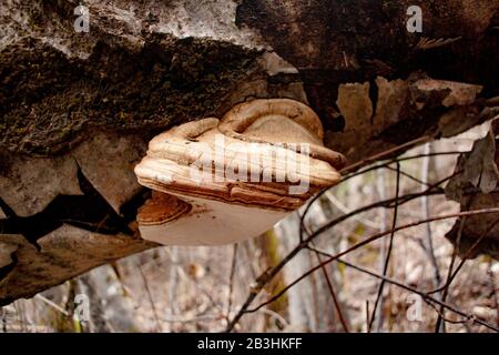 An Artist's Conk mushroom, Ganoderma applanatum growing on a dead gray alder, west of Troy, Montana. Stock Photo