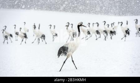 Japanese cranes in snowfall. The red-crowned crane. Scientific name: Grus japonensis, also called the Japanese crane or Manchurian crane, is a large E Stock Photo