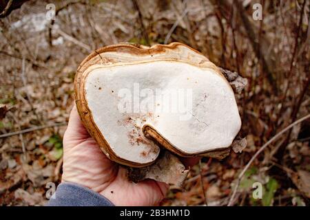 An Artist's Conk mushroom, Ganoderma brownii, growing on a dead gray alder, west of Troy, Montana. G. Brownii is often confused with G. applanatum. Stock Photo