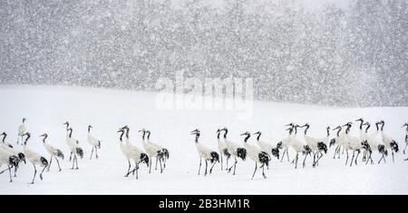 Japanese cranes in snowfall. The red-crowned crane. Scientific name: Grus japonensis, also called the Japanese crane or Manchurian crane, is a large E Stock Photo