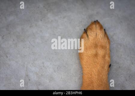 paws of German shepherd puppy on the floor Stock Photo