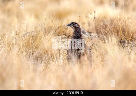 Bird Erckel's Francolin hiding in grass, Francolinus castaneicollisi , in Simien Mountains National Park, Ethiopia wildlife, Africa Stock Photo