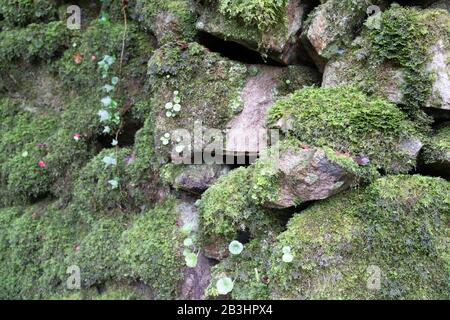 Lots of moss growing on large rocks in Sintra, Portugal. Selective focus on one rock Stock Photo