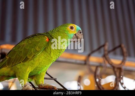 A friendly Turquoise-fronted Amazon Parrot on a perch in front of horseshoes Stock Photo