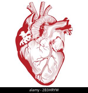 Anatomical medical illustration, Human heart organ illustration Stock Vector