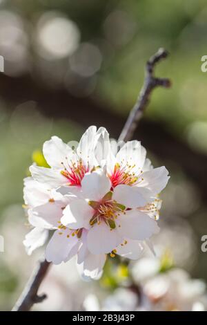 Almond tree spring blooming. White pink blossoms closeup, springtime. Green nature blur background, vertical shot Stock Photo