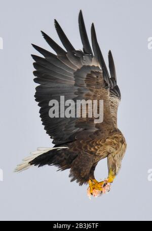 Hunchun, China's Jilin Province. 3rd Mar, 2020. Wild geese fly over the ...