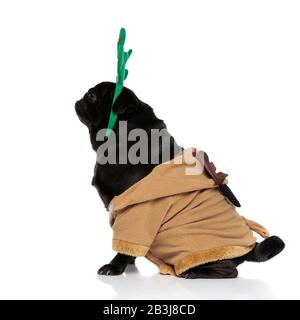 Side view of a confident pug looking forward while wearing a deer costume and a headband with deer horns, sitting on white studio background Stock Photo