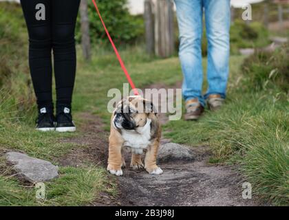 People take English bulldog puppy 3 month for a walk Stock Photo