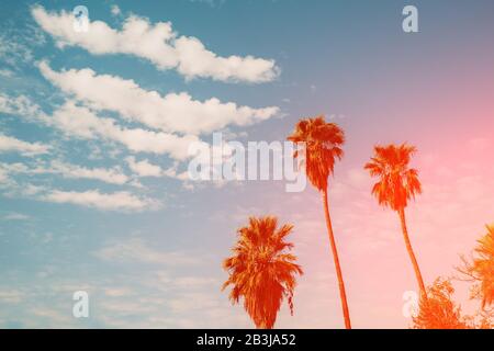 Palm trees against a sunset sky. Gradient color. Silhouette of tall palm trees. Tropical evening landscape. Diagonal purple-pink gradient color. Beaut Stock Photo