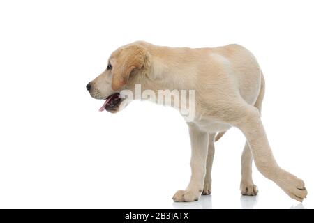 curious little labrador retriever puppy walks to side interested in something  on white background Stock Photo