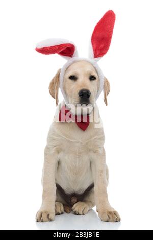tired labrador retriever puppy dressed as easter bunny with red big bunny ears and bow tie sits on white background Stock Photo