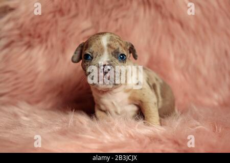 front view of a dog standing and looking with a cute yet sad expression on his face in a fluffy environment Stock Photo