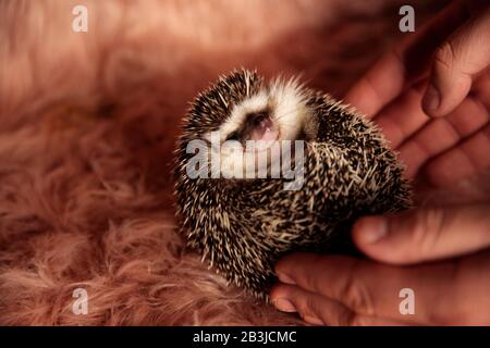 adorable tiny hedgehog laying down on it's back and cuddling while held in a person's hand Stock Photo