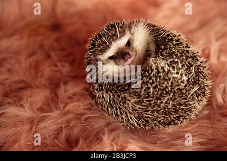 beautiful little hedgehog laying down on it's back and cuddling in a pink soft studio background Stock Photo