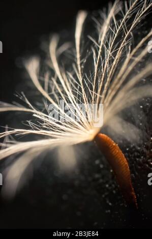 Extreme close-up of a single dandelion seed lit with soft light Stock Photo